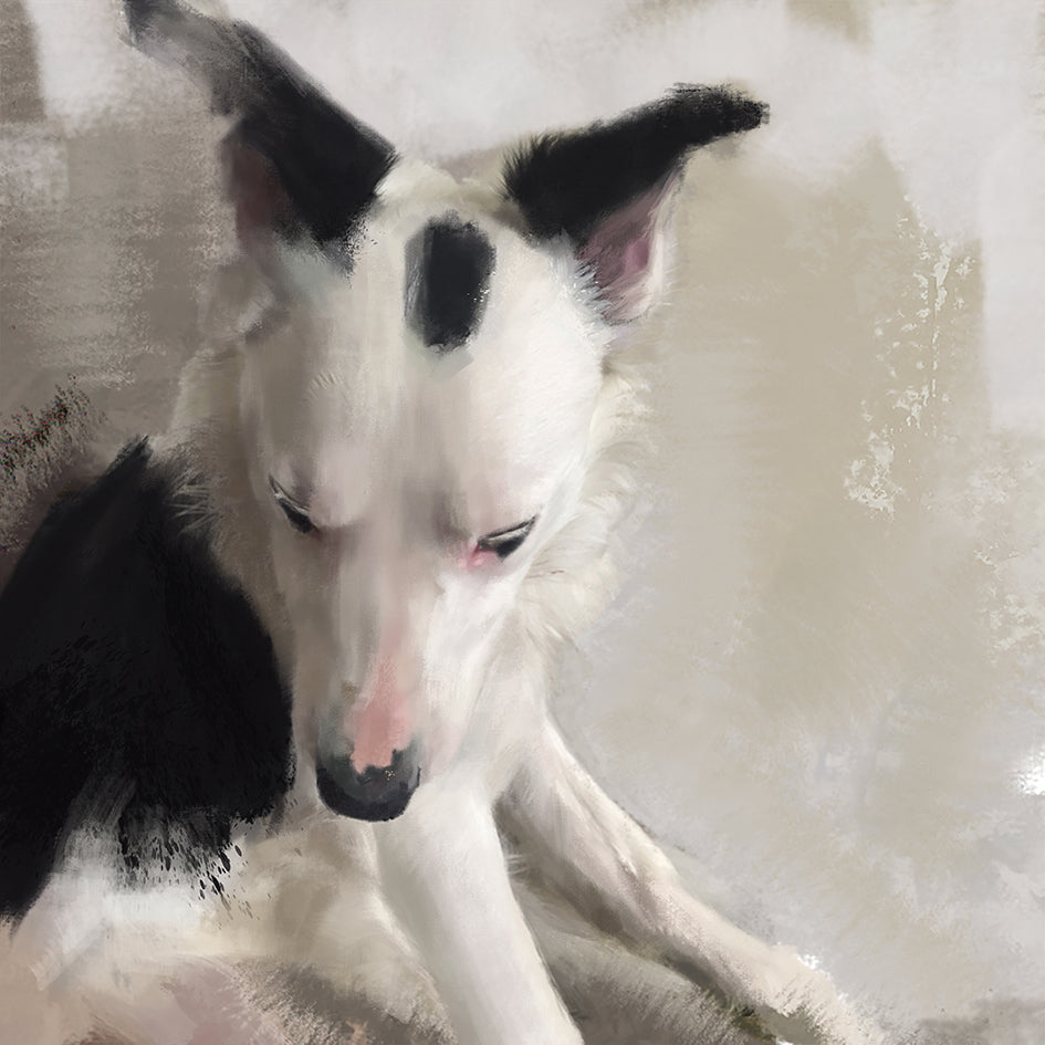 Border Collie Greeting Card