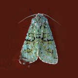 Green Marbled Moth Print