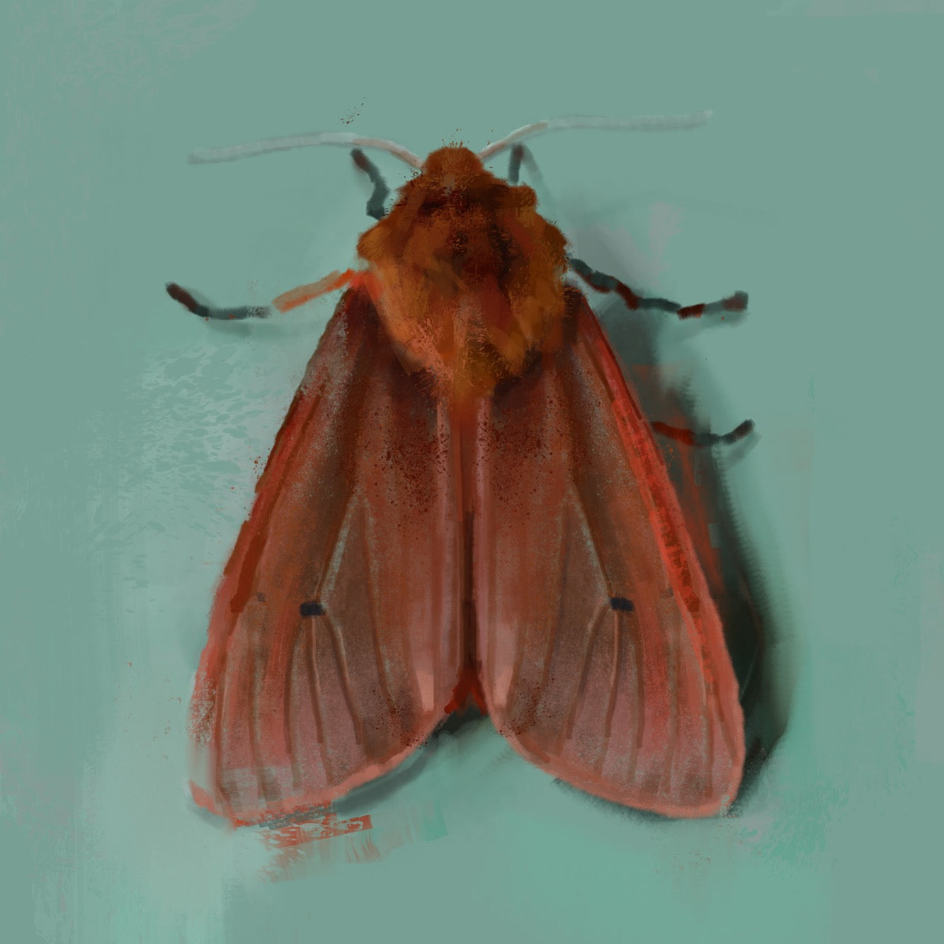Ruby Red Moth Print