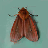 Ruby Red Moth Print