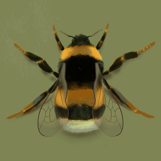 Bumblebee Print