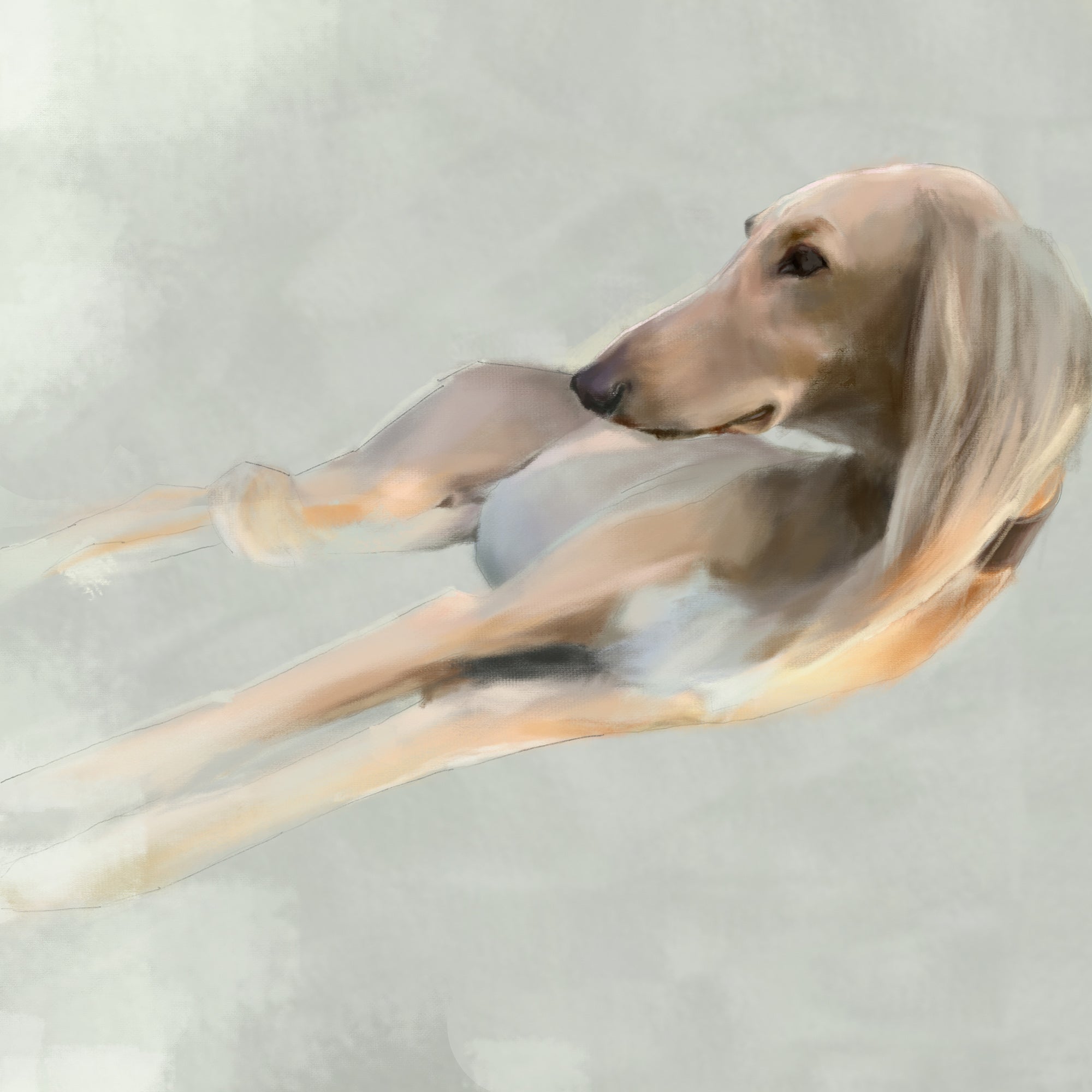Saluki Dog Greeting Card