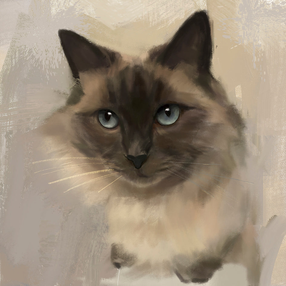 Seal Point Ragdoll Cat Print