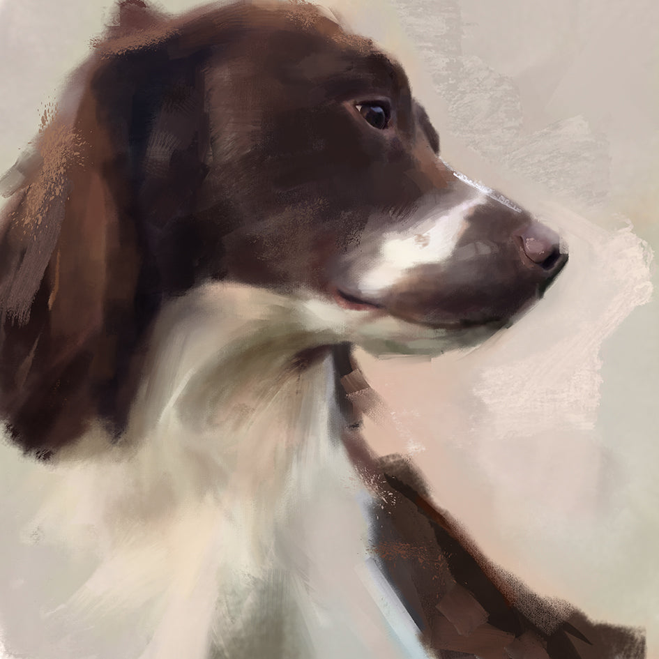 Springer Spaniel Dog Greeting Card