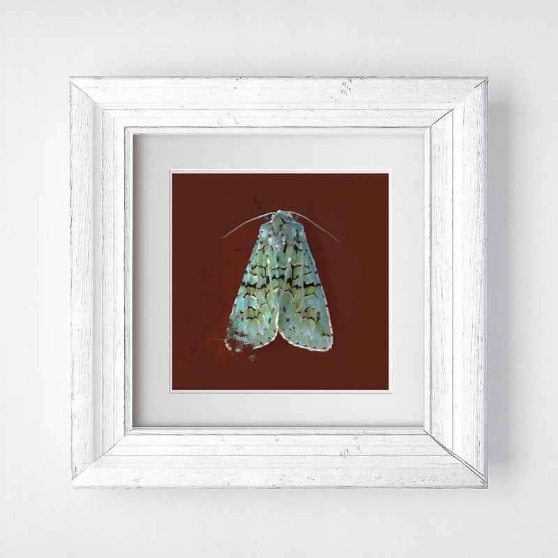 Green Marbled Moth Print