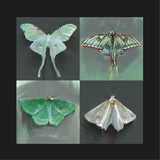 Green Moths Greeting Card